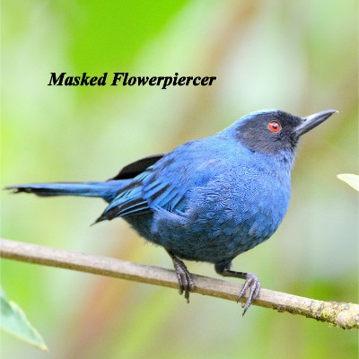 Masked Flowerpiercer